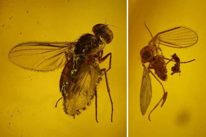 Two Fossil Flies (Diptera) In Baltic Amber #145496